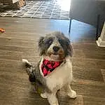 Dog, Working Animal, Toy Dog, Dog Supply, Companion dog, Dog breed, Terrier, Shih Tzu, Small Terrier, Road Surface, Tail, Shih-poo, Hardwood, Wood, Furry friends, Puppy love, Poodle Crossbreed, Dog Collar