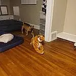 Brown, Dog, Wood, Comfort, Carnivore, Laminate Flooring, Dog breed, Wood Stain, Beige, Fawn, Hardwood, Companion dog, Door, Couch, Wood Flooring, Stairs, Varnish, Living Room