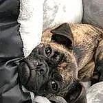 Dog, Pug, Carnivore, Comfort, Grey, Ear, Fawn, Companion dog, Dog breed, Wrinkle, Whiskers, Toy Dog, Working Animal, Snout, Bored, Canidae, Bulldog, Furry friends, Reflex Camera