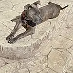 Dog, Working Animal, Carnivore, Dog breed, Art, Leash, Pack Animal, Concrete, Shadow, Pet Supply, Sand, Drawing, Road Surface, Canidae, Terrestrial Animal, Tail, Dog Supply, Flagstone, Guard Dog, Visual Arts