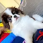 Dog, Dog breed, Carnivore, Companion dog, Fawn, Dog Supply, Toy Dog, Snout, Canidae, Furry friends, Tail, Papillon, Working Animal, Electric Blue, Paw, Pet Supply, Puppy, Non-sporting Group, Whiskers