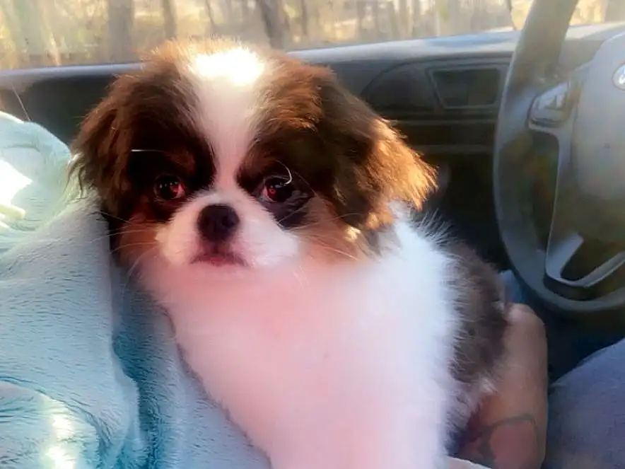 Dog, Dog breed, Carnivore, Companion dog, Fawn, Toy Dog, Door, Snout, Car, King Charles Spaniel, Furry friends, Canidae, Personal Luxury Car, Japanese Chin, Automotive Exterior, Spaniel
