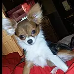 Dog, Dog breed, Carnivore, Dog Supply, Companion dog, Fawn, Whiskers, Snout, Toy Dog, Canidae, Terrestrial Animal, Furry friends, Tail, Papillon, Non-sporting Group, Working Animal