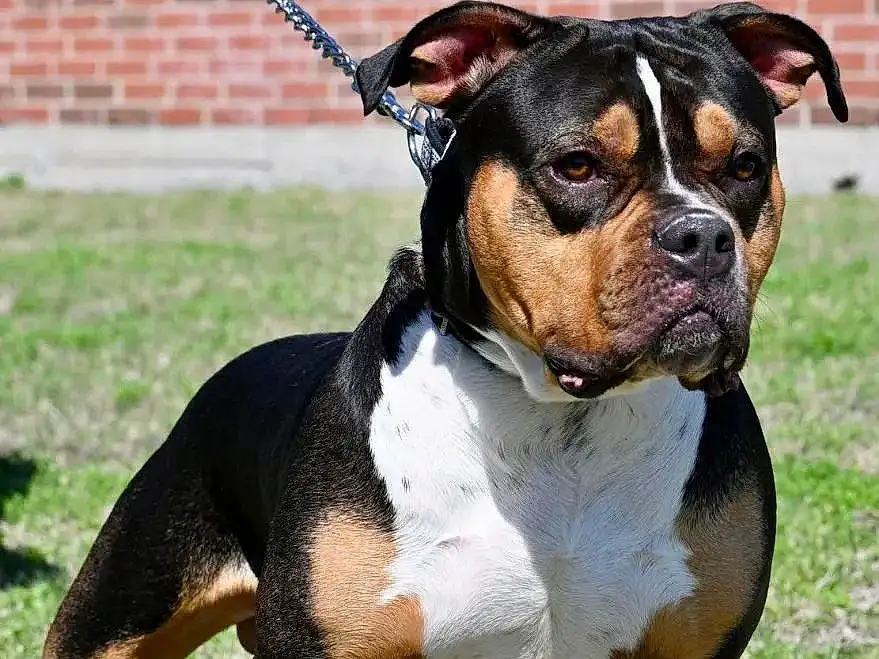 Dog, Dog breed, Carnivore, Collar, Companion dog, Fawn, Working Animal, Snout, Dog Collar, Boxer, Grass, Terrestrial Animal, Canidae, Working Dog, Dog Supply, Ancient Dog Breeds, Non-sporting Group, Hunting Dog, Pet Supply