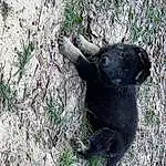 Plant, Dog, Felidae, Small To Medium-sized Cats, Grass, Working Animal, Terrestrial Animal, Dog breed, Whiskers, Sculpture, Big Cats, Companion dog, Tree, Soil, Domestic Short-haired Cat, Furry friends, Groundcover, Bombay, Black cats, Paw
