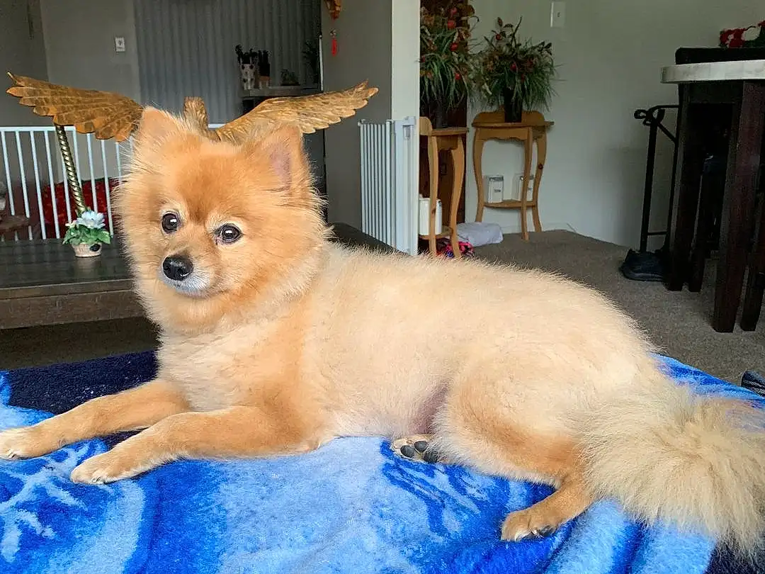Dog, Spitz, Carnivore, Dog breed, Whiskers, Fawn, Felidae, Houseplant, Companion dog, Plant, German Spitz Mittel, Dog Supply, Snout, Tail, Toy Dog, Furry friends, Toy, Table