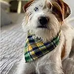 Dog, Carnivore, Collar, Dog Supply, Dog breed, Fawn, Companion dog, Dog Collar, Toy Dog, Snout, Pet Supply, Terrier, Small Terrier, Leash, Working Animal, Canidae, Furry friends, Dog Clothes, Tartan