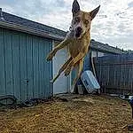 Dog, Cloud, Sky, Dog breed, Carnivore, Fawn, Companion dog, Wood, Australian Cattle Dog, Collar, Dog Supply, Tail, Grass, Dog Sports, Pet Supply, Canidae, Home Fencing, Soil, Jumping