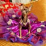 Dog, Dog breed, Purple, Carnivore, Dog Supply, Pink, Companion dog, Whiskers, Violet, Fawn, Felidae, Magenta, Snout, Toy Dog, Working Animal, Basket, Canidae, Event, Furry friends