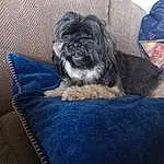 Dog, Furniture, Blue, Dog breed, Carnivore, Dog Supply, Grey, Comfort, Shih Tzu, Companion dog, Fawn, Liver, Toy Dog, Snout, Working Animal, Rectangle, Canidae, Electric Blue, Couch