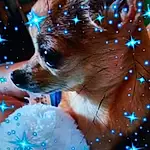 Dog, Carnivore, Fawn, Communication Device, Display Device, Flat Panel Display, Electric Blue, Gadget, Electronic Device, Whiskers, Technology, Companion dog, Snout, Screenshot, Event, Portable Communications Device, Photo Caption, Dog breed, Furry friends, Winter