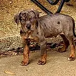 Dog, Carnivore, Dog breed, Working Animal, Fawn, Companion dog, Terrestrial Animal, Snout, Liver, Street dog, Guard Dog, Canidae, Working Dog, Treeing Tennessee Brindle, Metal, Ancient Dog Breeds, Hunting Dog, Puppy, Non-sporting Group
