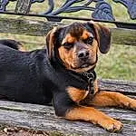 Dog, Dog breed, Carnivore, Fawn, Companion dog, Snout, Rottweiler, Terrestrial Animal, Grass, Beaglier, Working Dog, Working Animal, Canidae, Hound, Hunting Dog, Ancient Dog Breeds