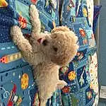 Toy, Textile, Companion dog, Linens, Art, Teddy Bear, Stuffed Toy, Furry friends, Plush, Electric Blue, Wool, Pattern, Room, Craft, Baby Toys, Canidae, Labradoodle, Needlework