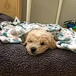 Dog, Carnivore, Dog Supply, Dog breed, Couch, Companion dog, Comfort, Pet Supply, Toy Dog, Working Animal, Linens, Terrier, Small Terrier, Furry friends, Labradoodle, Sofa Bed, Yorkipoo, Room