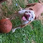 Dog, Plant, Carnivore, Dog breed, Grass, Fawn, Ball, Terrestrial Animal, Wood, Liver, Snout, Tail, Tree, Canidae, Foot, Trunk, Sports Toy, Companion dog