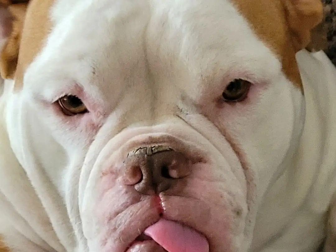 Dog, Carnivore, Dog breed, Fawn, Companion dog, Snout, Wrinkle, Terrestrial Animal, Close-up, Bulldog, Whiskers, Comfort, Canidae, Working Animal, Non-sporting Group, Peach, Molosser, Dorset Olde Tyme Bulldogge