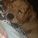 Dog, Dog breed, Carnivore, Comfort, Ear, Fawn, Companion dog, Snout, Canidae, Whiskers, Furry friends, Linens, Liver, Wrinkle, Working Animal, Darkness, Wood, Nap, Sleep