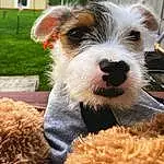 Dog, Carnivore, Plant, Companion dog, Dog breed, Working Animal, Window, Terrier, Furry friends, Dog Supply, Collar, Small Terrier, Standard Schnauzer, Whiskers, Dog Collar, Working Dog, Canidae