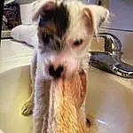 Kitchen Sink, Sink, Fluid, Carnivore, Dog breed, Tap, Fawn, Companion dog, Plumbing Fixture, Whiskers, Snout, Furry friends, Felidae, Toy Dog, Plumbing, Terrestrial Animal, Canidae, Tail, Livestock, Pet Supply