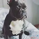 Dog, Bulldog, Carnivore, Fawn, Ear, Collar, Working Animal, Companion dog, Dog Collar, Toy Dog, Snout, Dog breed, Boston Terrier, French Bulldog, Whiskers, Terrestrial Animal, Furry friends, Wrinkle, Canidae, Puppy