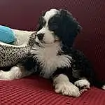 Dog, Carnivore, Companion dog, Dog breed, Toy Dog, Bored, Herding Dog, Furry friends, Working Animal, Paw, Chair, Couch, Terrestrial Animal, Canidae, Working Dog, Whiskers, Comfort, Terrier, Non-sporting Group