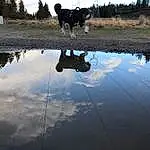 Water, Plant, Water Resources, Sky, Dog, Cloud, Tree, Working Animal, Natural Landscape, Carnivore, Lake, Landscape, Dog breed, Lacustrine Plain, Reflection, Grass, Wetland, Reservoir, Canidae