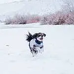 Dog, Snow, Carnivore, Dog breed, Dog Supply, Companion dog, Winter, Freezing, Toy Dog, Border Collie, Electric Blue, Slope, Recreation, Furry friends, Canidae, Working Dog, Dog Collar, Dog Sports, Non-sporting Group