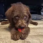 Dog, Slovakian Rough-haired Pointer, Carnivore, Liver, Dog breed, Companion dog, Working Animal, Snout, Furry friends, Terrestrial Animal, Toy Dog, Terrier, Canidae, Paw, Stichelhaar, Pointing Breed, Pudelpointer, Yorkipoo, Small Terrier