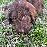 Dog, Liver, Carnivore, Dog breed, Terrestrial Animal, Companion dog, Pudelpointer, Grass, Working Animal, Spaniel, Furry friends, Groundcover, Terrier, Retriever, Water Dog, Pointing Breed, Soil, Hunting Dog, Canidae