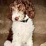 Dog, Water Dog, Carnivore, Dog breed, Companion dog, Toy Dog, Snout, Poodle, Working Animal, Furry friends, Terrier, Liver, Canidae, Maltepoo, Labradoodle, Non-sporting Group