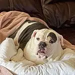 Dog, Dog breed, Carnivore, Comfort, Companion dog, Fawn, Wrinkle, Snout, Bulldog, Whiskers, White English Bulldog, Working Animal, Dog Supply, Toy Dog, Canidae, Terrestrial Animal, Pet Supply, Couch, Linens