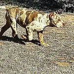 Dog, Carnivore, Dog breed, Fawn, Tail, Terrestrial Animal, Road Surface, Companion dog, Liver, Soil, Working Animal, Shadow, Asphalt, Gun Dog, Working Dog, Hunting Dog, Guard Dog, Non-sporting Group