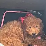Dog, Water Dog, Dog breed, Carnivore, Fawn, Companion dog, Toy, Poodle, Working Animal, Snout, Terrestrial Animal, Terrier, Toy Dog, Canidae, Furry friends, Teddy Bear, Standard Poodle, Labradoodle, Car Seat