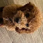 Dog, Dog breed, Carnivore, Toy, Companion dog, Fawn, Snout, Toy Dog, Terrier, Terrestrial Animal, Wood, Small Terrier, Working Animal, Canidae, Furry friends, Liver, Maltepoo, Puppy, Hardwood