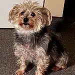 Dog, Carnivore, Dog breed, Companion dog, Toy Dog, Snout, Small Terrier, Terrier, Furry friends, Yorkipoo, Canidae, Liver, Working Animal, Dog Supply, Maltepoo, Watch, Biewer Terrier, Poodle Crossbreed, Terrestrial Animal