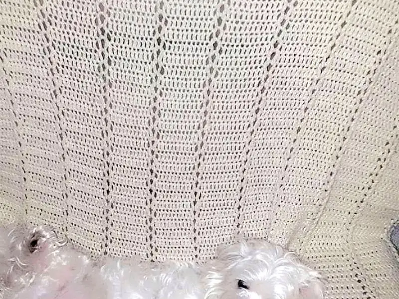 Dog, Dog breed, Carnivore, Dog Supply, Toy, Companion dog, Toy Dog, Snout, Pattern, Working Animal, Stuffed Toy, Canidae, Linens, Terrier, Non-sporting Group, Maltepoo, Furry friends, Small Terrier