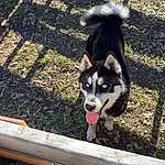 Dog, Sled Dog, Carnivore, Dog breed, Snout, Companion dog, Grass, Siberian Husky, Canidae, Canis, Working Animal, Working Dog, Terrestrial Animal, Herding Dog, Ancient Dog Breeds, Non-sporting Group