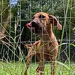Dog, Plant, Liver, Carnivore, Fence, Pet Supply, Dog breed, Wire Fencing, Collar, Working Animal, Fawn, Tree, Companion dog, Dog Supply, Snout, Grass, Mesh, Dog Collar, Hound, Canidae