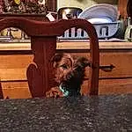 Brown, Dog, Wood, Carnivore, Dog breed, Liver, Working Animal, Fawn, Companion dog, Snout, Hardwood, Wood Stain, Cabinetry, Toy Dog, Terrier, Canidae, Furry friends