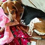 Dog, Carnivore, Comfort, Liver, Companion dog, Collar, Hound, Dog breed, Scent Hound, Dog Supply, Working Animal, Canidae, Pet Supply, Beagle-harrier, Hunting Dog, Furry friends, Puppy