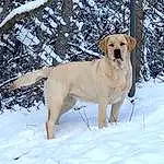 Snow, Dog, Dog breed, Carnivore, Collar, Fawn, Tree, Pet Supply, Companion dog, Freezing, Snout, Winter, Dog Collar, Dog Supply, Tail, Canidae, Twig, Dog Hiking, Working Dog