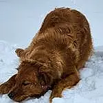 Snow, Dog, Liver, Carnivore, Working Animal, Companion dog, Terrestrial Animal, Gun Dog, Winter, Retriever, Furry friends, Spaniel, Dog breed, Kodiak Bear, Natural Material