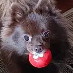 Dog, Dog breed, Carnivore, Whiskers, Iris, German Spitz, Companion dog, Fawn, Spitz, Liver, Snout, Working Animal, Close-up, Canidae, Dog Supply, Furry friends, Toy, Terrestrial Animal, Pet Supply