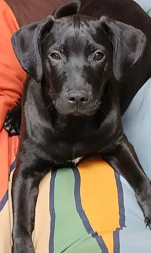 Name Labrador Retriever Dog Marshmallow