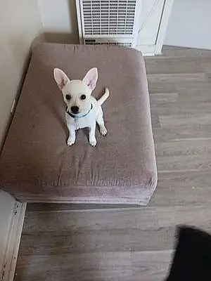 Name Chihuahua Dog Casper