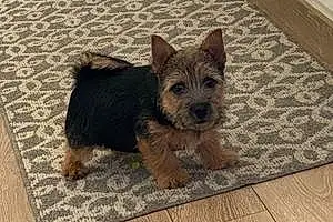 Name Norwich Terrier Dog Asher