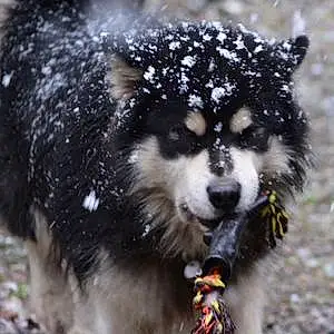 Name Alaskan Malamute Dog Roman