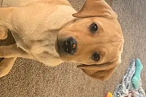Name Labrador Retriever Dog Arya