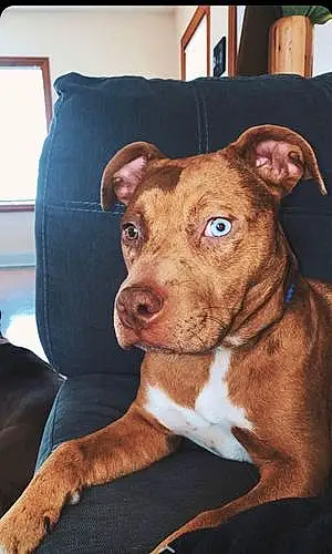 Name Pitt Bull Terrier Dog Dior